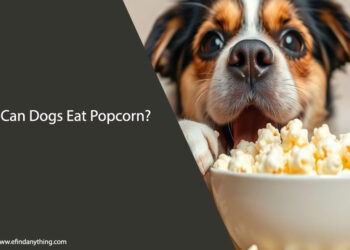 Can Dogs Eat Popcorn