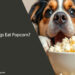 Can Dogs Eat Popcorn