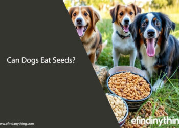 Can Dogs Eat Seeds: A Guide to Safe Seed Options