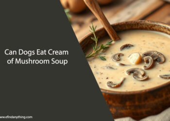 Can Dogs Eat Cream of Mushroom Soup