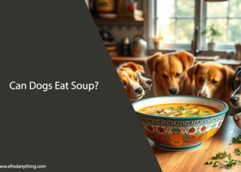 Can Dogs Eat Soup