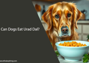 Can Dogs Eat Urad Dal