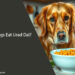 Can Dogs Eat Urad Dal