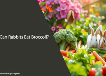 Can Rabbits Eat Broccoli