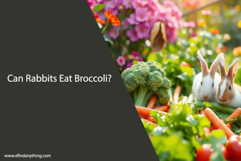 Can Rabbits Eat Broccoli