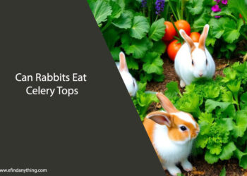 Can Rabbits Eat Celery Tops