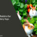 Can Rabbits Eat Celery Tops