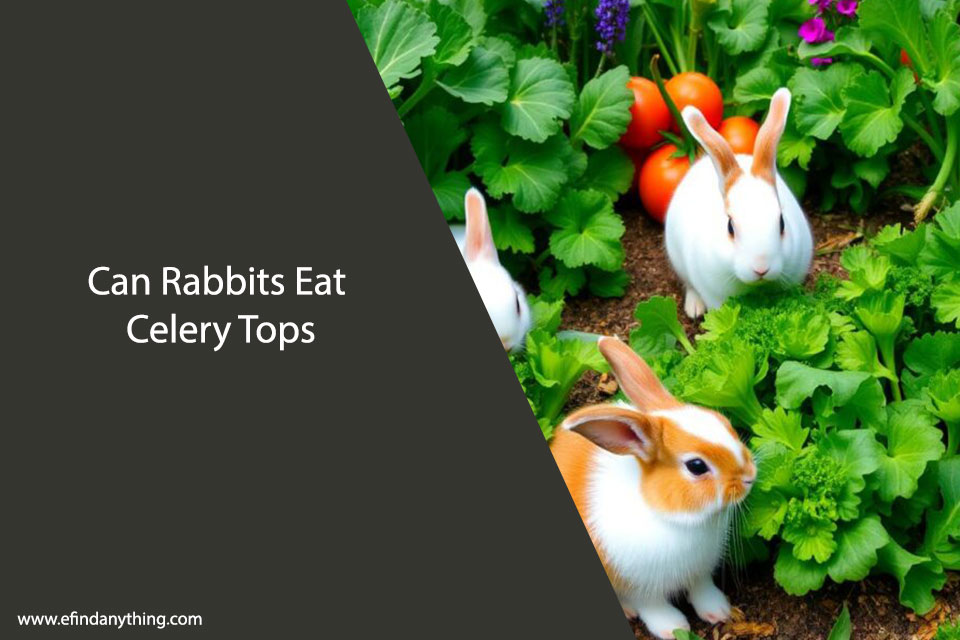 Can Rabbits Eat Celery Tops