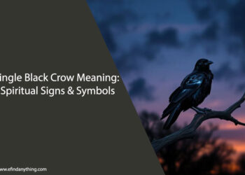 Single Black Crow Meaning