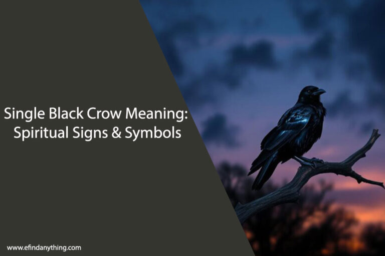 Single Black Crow Meaning