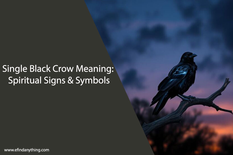 Single Black Crow Meaning