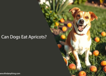 Can Dogs Eat Apricots