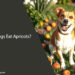 Can Dogs Eat Apricots