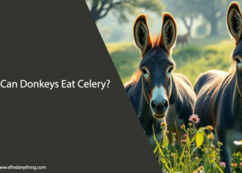 Can Donkeys Eat Celery