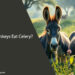 Can Donkeys Eat Celery