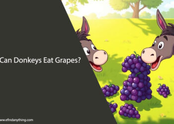 Can Donkeys Eat Grapes? What You Need to Know