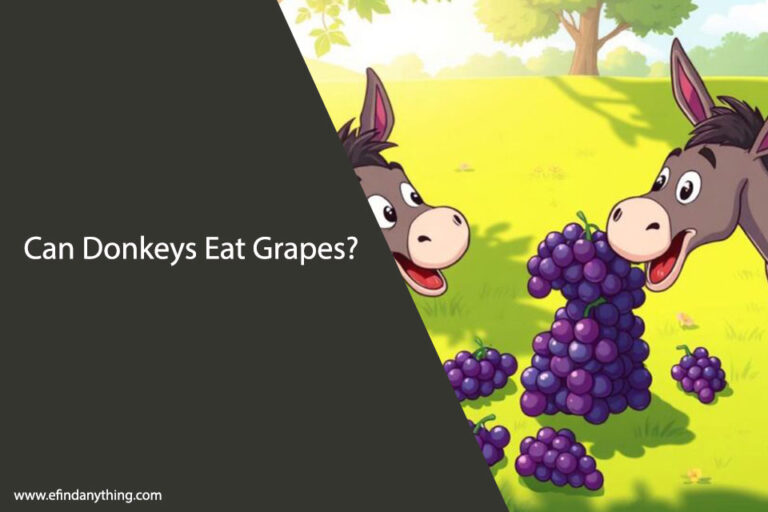 Can Donkeys Eat Grapes? What You Need to Know