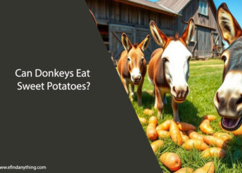 Can Donkeys Eat Sweet Potatoes