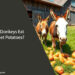 Can Donkeys Eat Sweet Potatoes