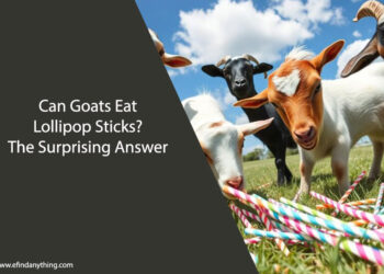 Can Goats Eat Lollipop Sticks