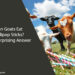Can Goats Eat Lollipop Sticks