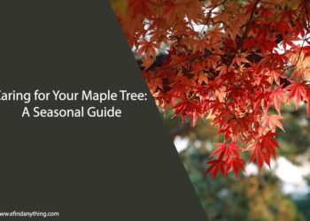 Caring for Your Maple Tree
