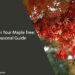 Caring for Your Maple Tree