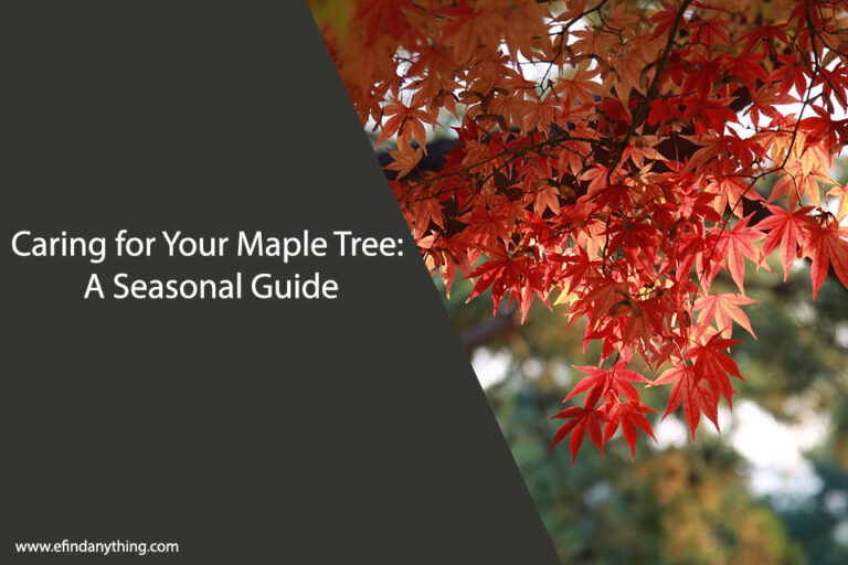 Caring for Your Maple Tree