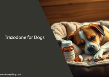 Trazodone for Dogs