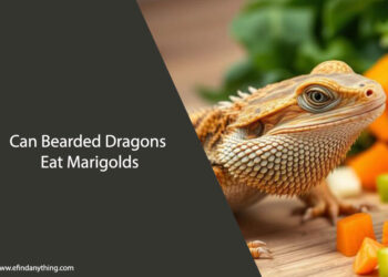Can Bearded Dragons Eat Marigolds? A Guide for Pet Owners