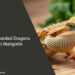 Can Bearded Dragons Eat Marigolds? A Guide for Pet Owners