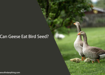 Can Geese Eat Bird Seed