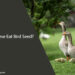 Can Geese Eat Bird Seed