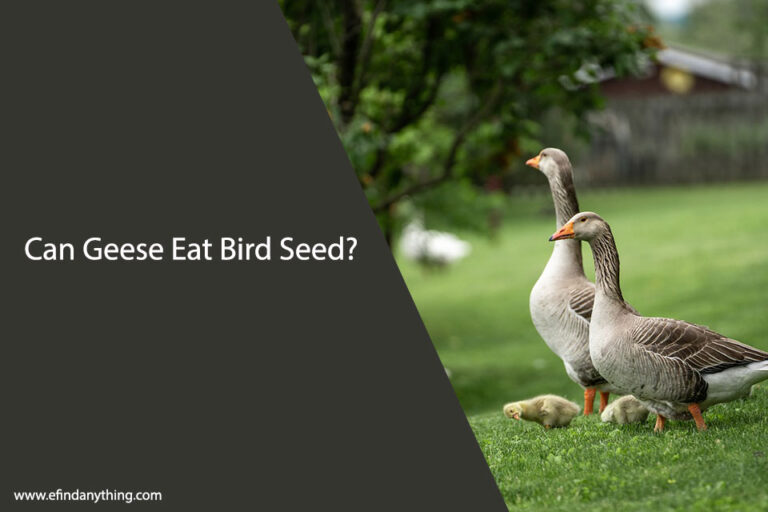 Can Geese Eat Bird Seed