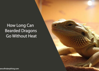 How Long Can Bearded Dragons Go Without Heat