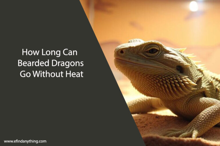 How Long Can Bearded Dragons Go Without Heat