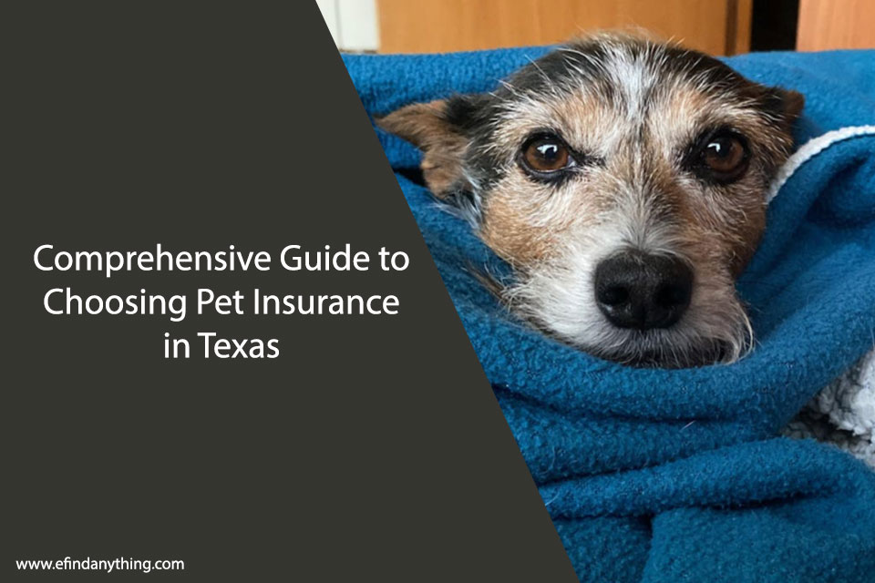 Pet Insurance in Texas