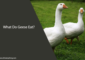 What Do Geese Eat
