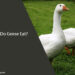 What Do Geese Eat