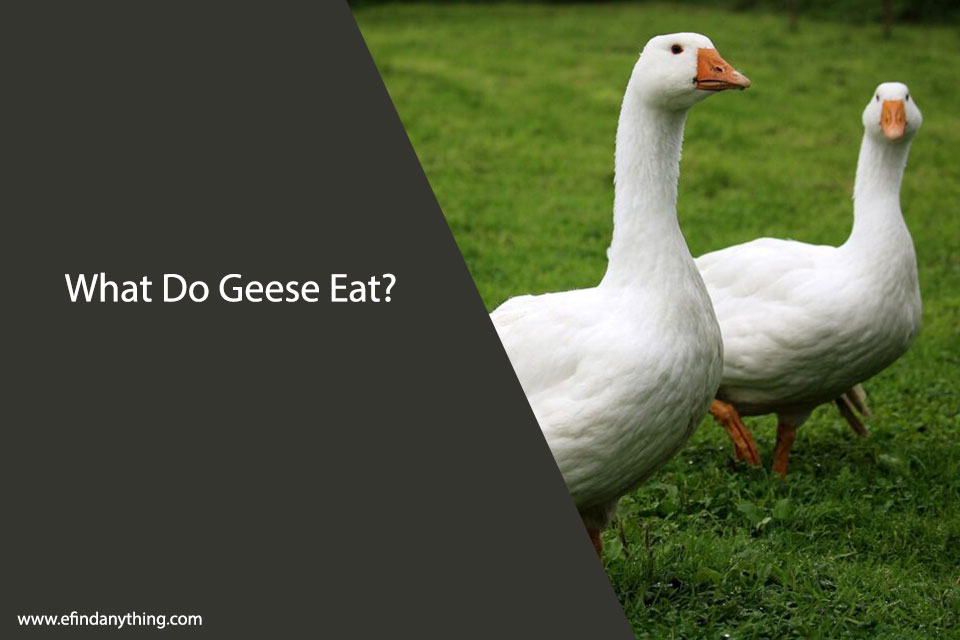 What Do Geese Eat