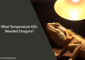 What Temperature Kills Bearded Dragons