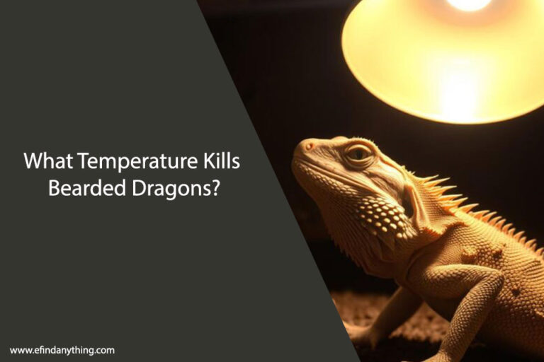 What Temperature Kills Bearded Dragons