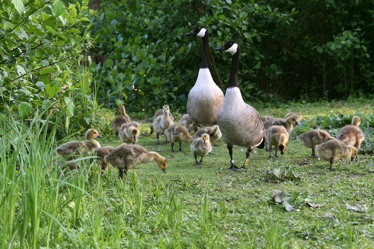 Can Geese Eat Bird Seed? A Guide for Feeding Waterfowl