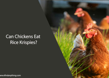 Can Chickens Eat Rice Krispies