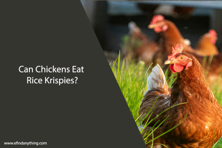 Can Chickens Eat Rice Krispies
