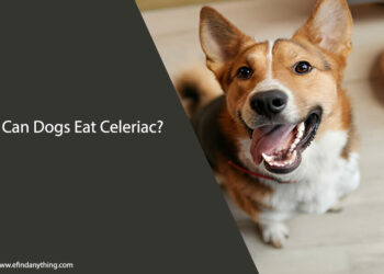 Can Dogs Eat Celeriac