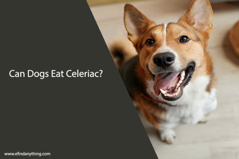 Can Dogs Eat Celeriac