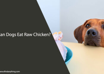 Can Dogs Eat Raw Chicken