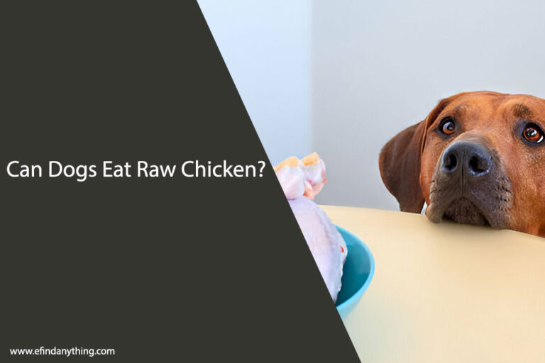 Can Dogs Eat Raw Chicken