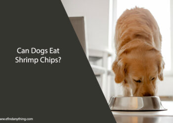 Can Dogs Eat Shrimp Chips